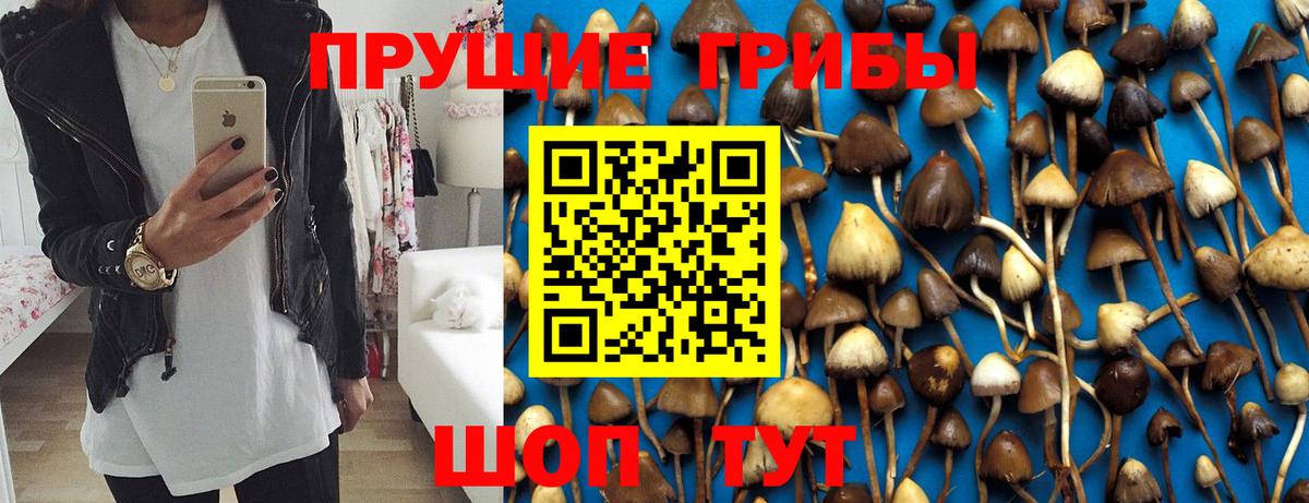 где найти наркотики  Елец  Псилоцибиновые грибы Psilocybe 